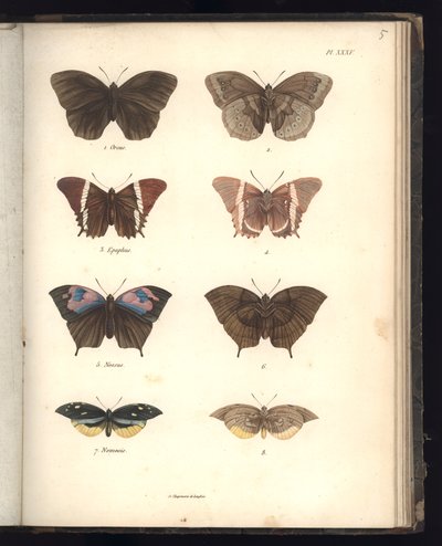 Lepidoptera, Pl. XXXV, illustration from 